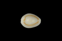 藏品(金環寶螺)的圖片